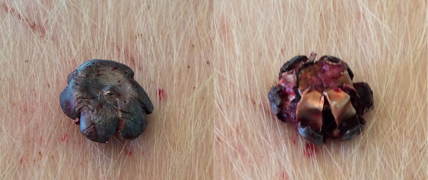 9mm removed from pig carcass